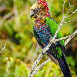 Canaries Beach - Canaries