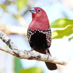 Canaries Beach - Canaries
