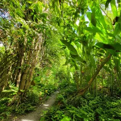 Diamond Botanical Gardens and Waterfall - Canaries