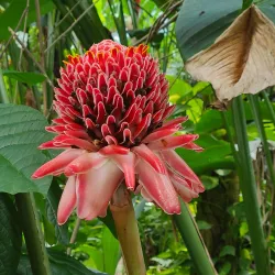 Diamond Botanical Gardens and Waterfall - Canaries