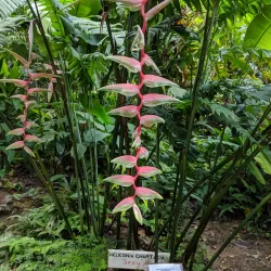 Diamond Falls Botanical Gardens - Choc