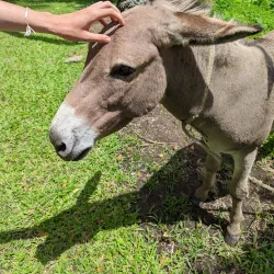 Morne Coubaril Estate - Choc