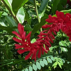 Toraille Waterfall - Choc