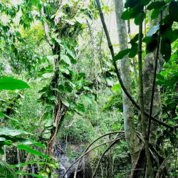 Desruisseaux Waterfall - Micoud