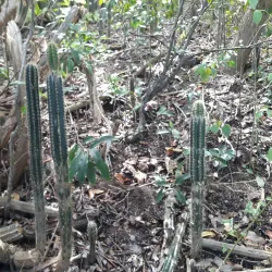 Maria Islands Nature Reserve - Micoud