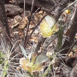 Maria Islands Nature Reserve - Micoud