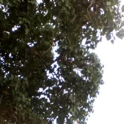 Micoud Heritage Trail - Micoud