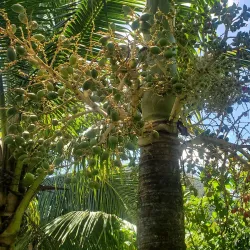 Rainforest Hiking Trails - Micoud