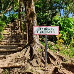 Rainforest Hiking Trails - Micoud