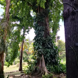 Botanical Gardens of Saint Vincent - Arnos Vale