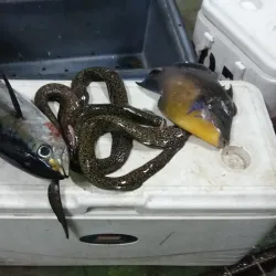 Barrouallie Fish Market - Barrouallie