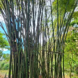 Fishing Village Walks - Barrouallie