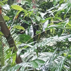 Vermont Nature Trail - Biabou