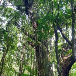 Vermont Nature Trail - Biabou