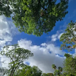 Botanical Gardens - Calliaqua