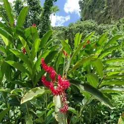Dark View Falls - Calliaqua