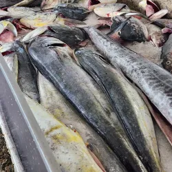 Kingstown Market - Campden Park