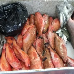 Kingstown Market - Campden Park