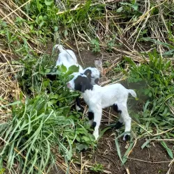 Kingstown Waterfront - Campden Park