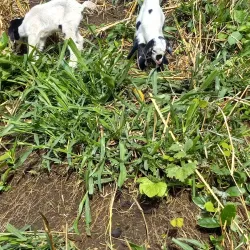 Kingstown Waterfront - Campden Park