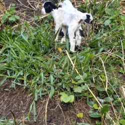 Kingstown Waterfront - Campden Park