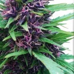 Kingstown Waterfront - Campden Park