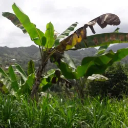 Mesopotamia Valley - Campden Park