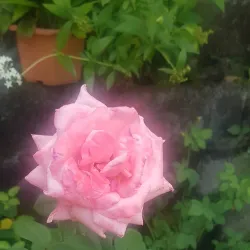 Mesopotamia Valley - Campden Park