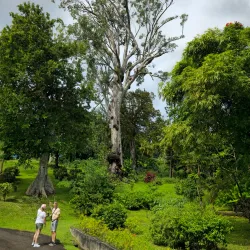 Botanical Gardens of Saint Vincent - Georgetown