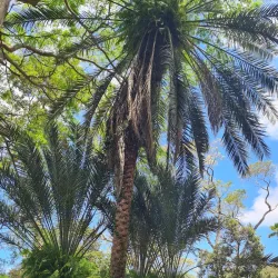 Botanical Gardens - Kingstown