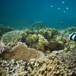 Palolo Deep Marine Reserve - Apia
