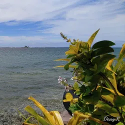 Palolo Deep Marine Reserve - Apia