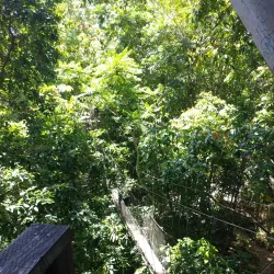 Falealupo Rainforest Preserve - Falelima