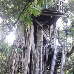 Falealupo Rainforest Preserve - Falelima