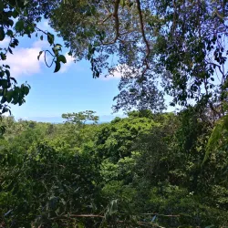 Falealupo Rainforest Preserve - Falelima