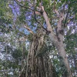 Falealupo Rainforest Preserve - Falelima