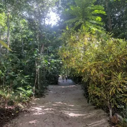 Falealupo Rainforest Preserve - Falelima