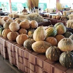 Local Markets in Falelima - Falelima