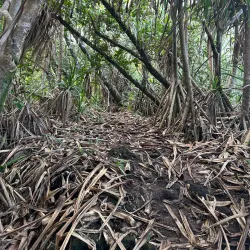 Savai'i Lava Fields - Falelima