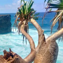 Savai'i Lava Fields - Falelima