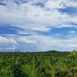 Savai'i Rainforest - Falelima