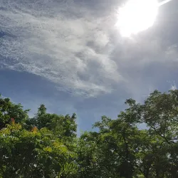 Savai'i Rainforest - Falelima