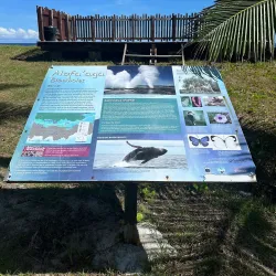 Taga Blowholes - Falelima