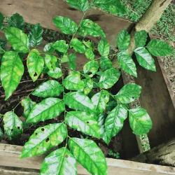 Fusi Botanical Garden - Fusi