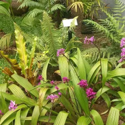 Fusi Botanical Garden - Fusi