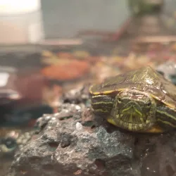 Nearby Coral Reefs - Fusi