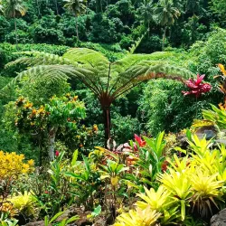 Falefa Rainforest Walk - Tafitoala
