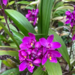 Falefa Rainforest Walk - Tafitoala