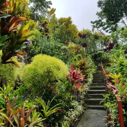 Falefa Rainforest Walk - Tafitoala