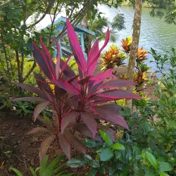 Falefa Rainforest Walk - Tafitoala